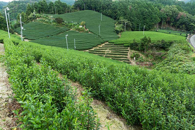 organic tea from fields of green